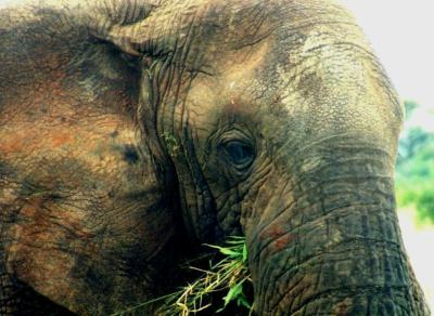 031028 close up for wild elefants 3